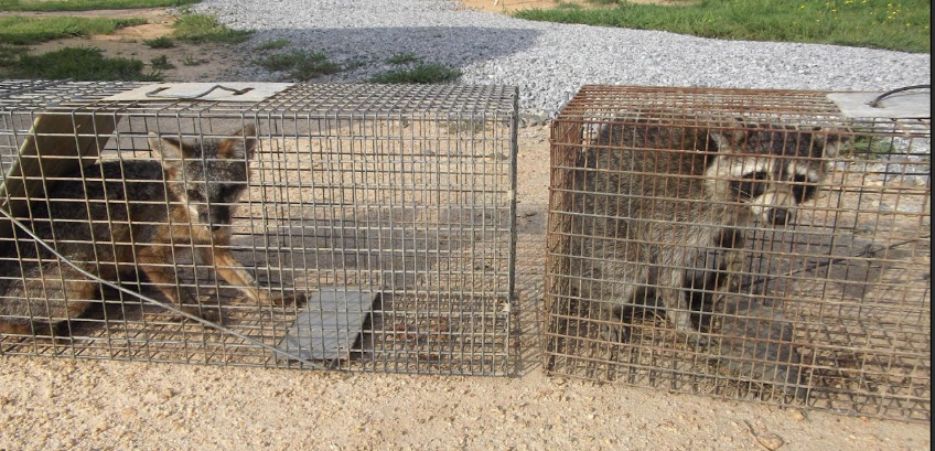 Trampa para Animales - Jaula de Captura Segura
